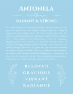 Antonela custom name art showing meaning and origin in light blue