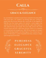 Calla custom name art showing meaning and origin in orange