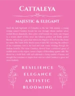 Cattaleya name meaning wall art by Get Your Story in pink