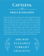 Cattleya personalized name print with origin and traits in blue