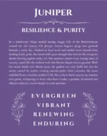 Juniper name meaning wall art by Get Your Story in purple