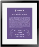 Juniper name meaning wall art by Get Your Story in purple with black matte frame