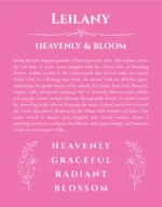 Leilany custom name art showing meaning and origin in pink