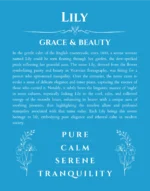 Lily custom name art showing meaning and origin in blue