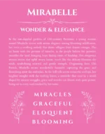 Mirabelle personalized wall art with the story of your name in pink