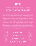 Rye personalized name art with origin story in pink