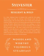 Sylvester custom name art showing meaning and origin in orange